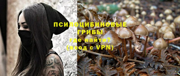шишки Абаза